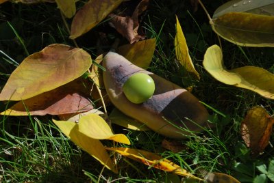 Gymnocladus dioica - nahovětvec dioica - nezralý plod